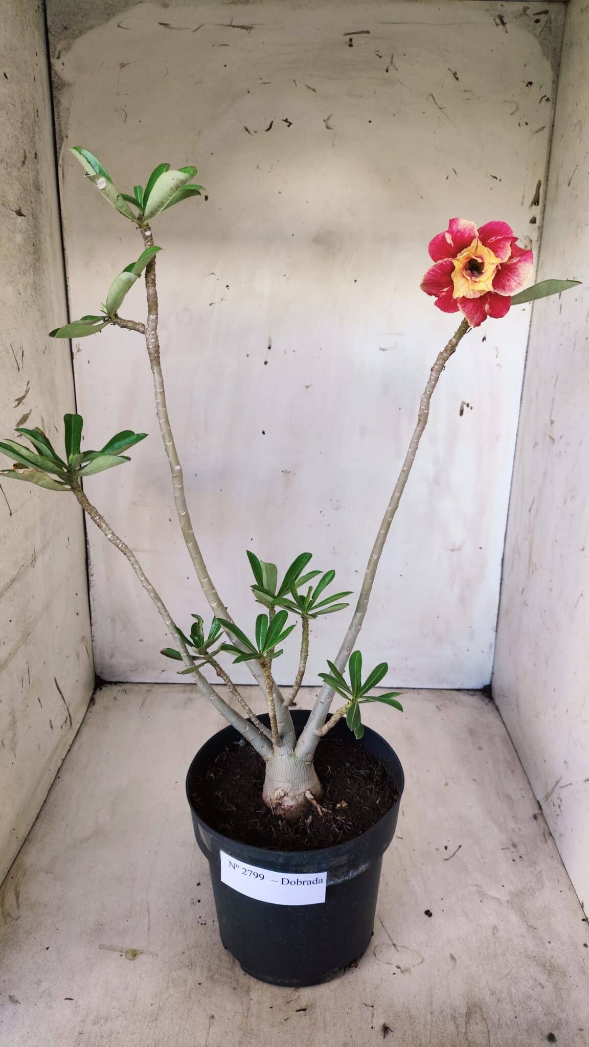 Planta Dobrada 2799 – 45cm – 04 anos