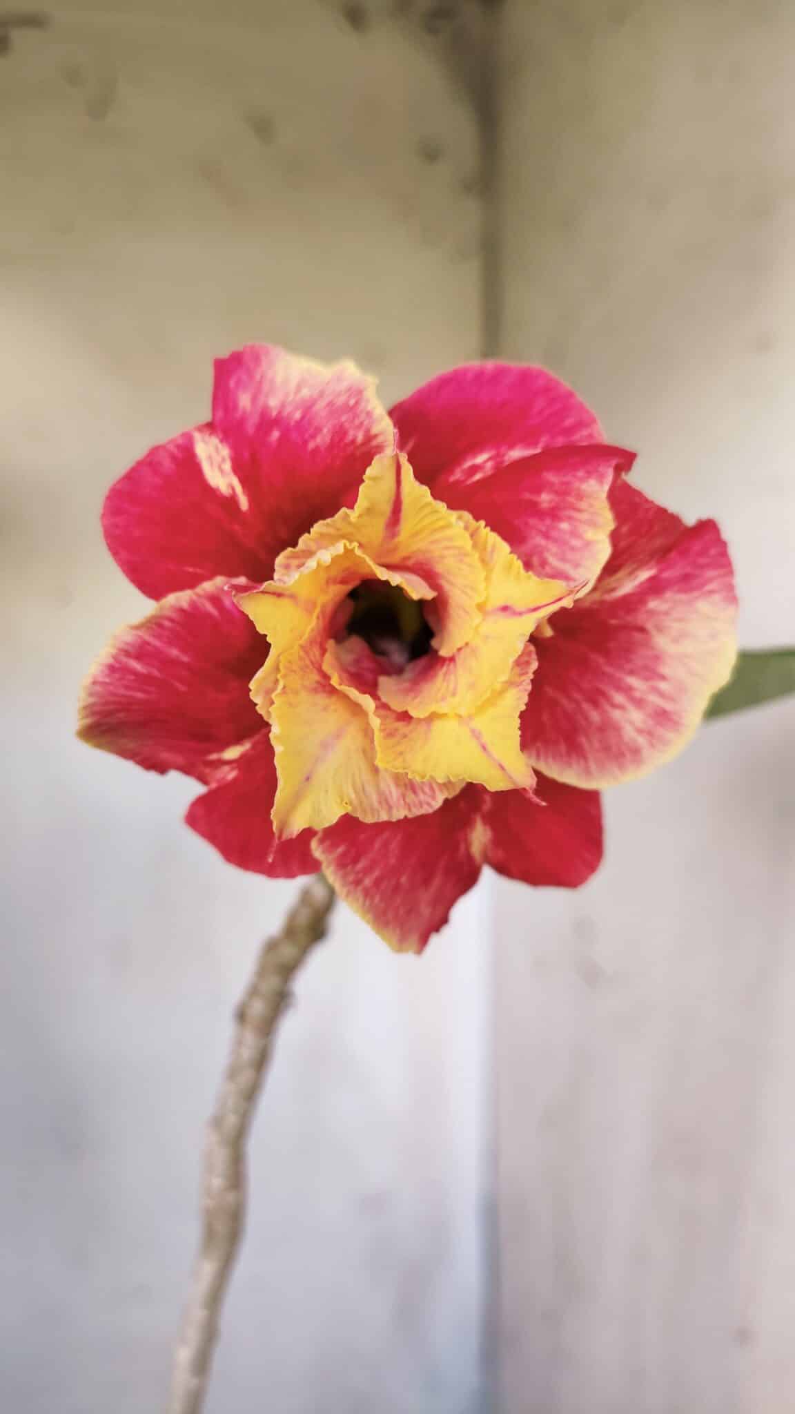Planta Dobrada 2799 – 45cm – 04 anos