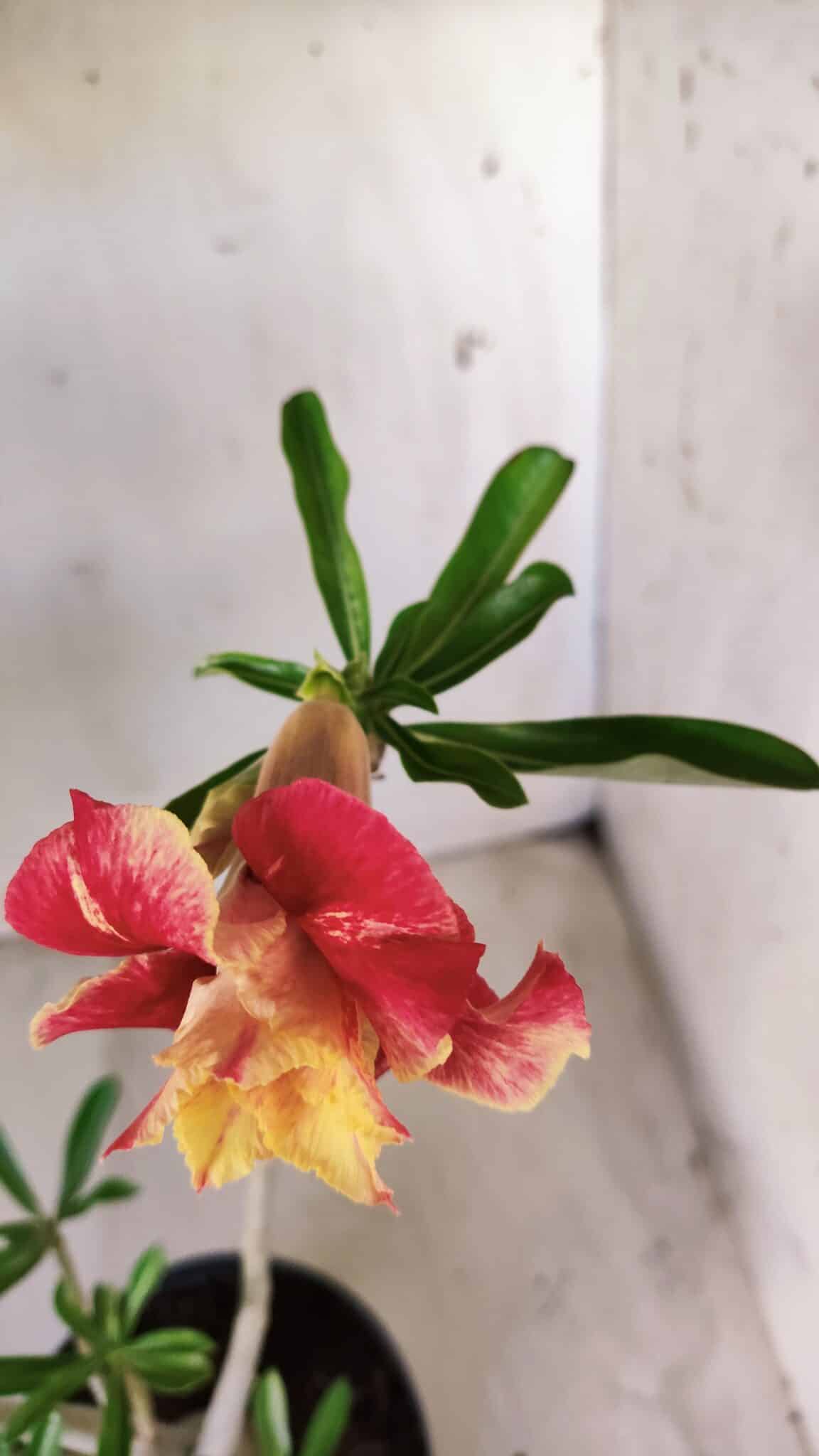Planta Dobrada 2799 – 45cm – 04 anos
