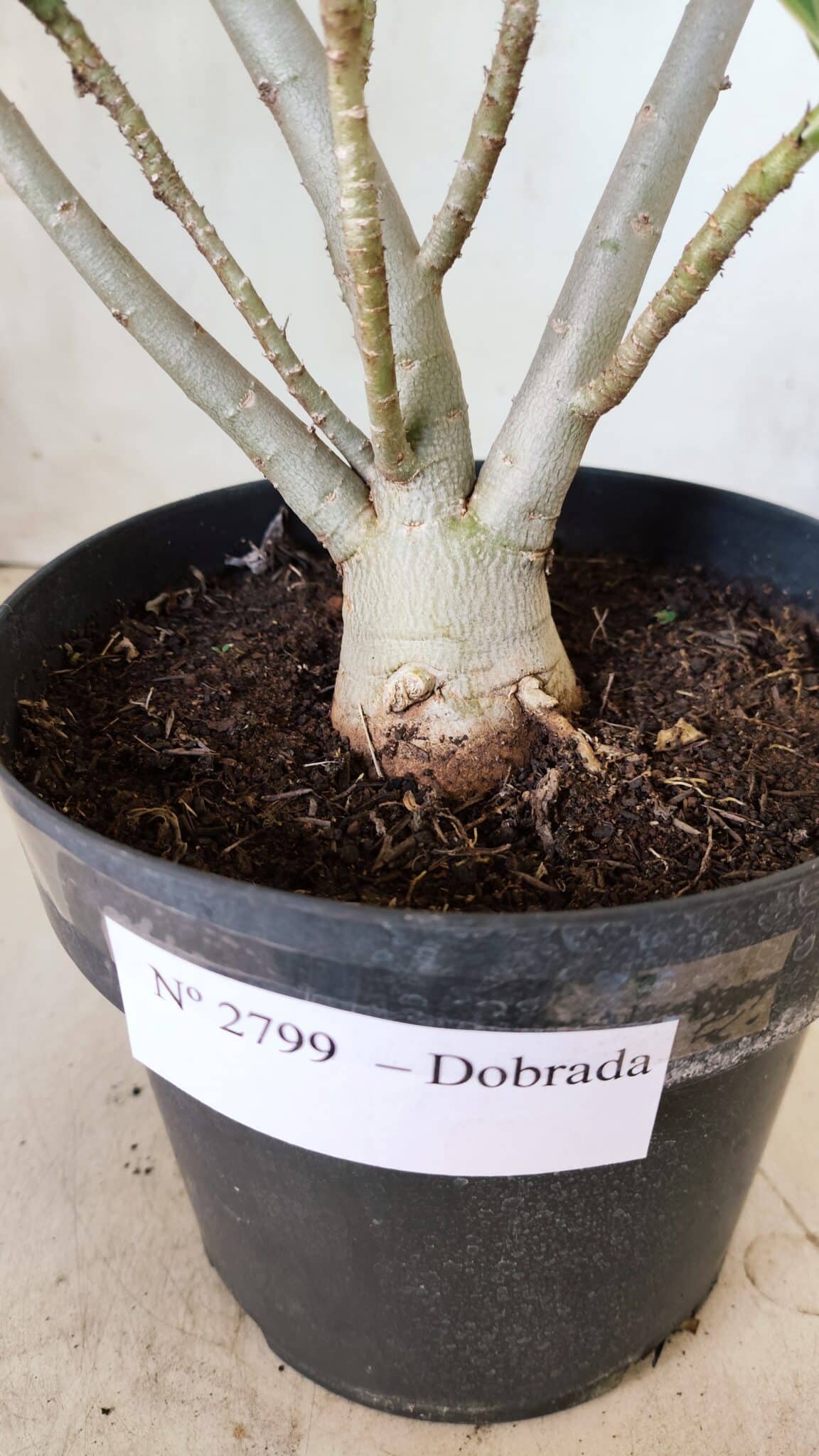Planta Dobrada 2799 – 45cm – 04 anos