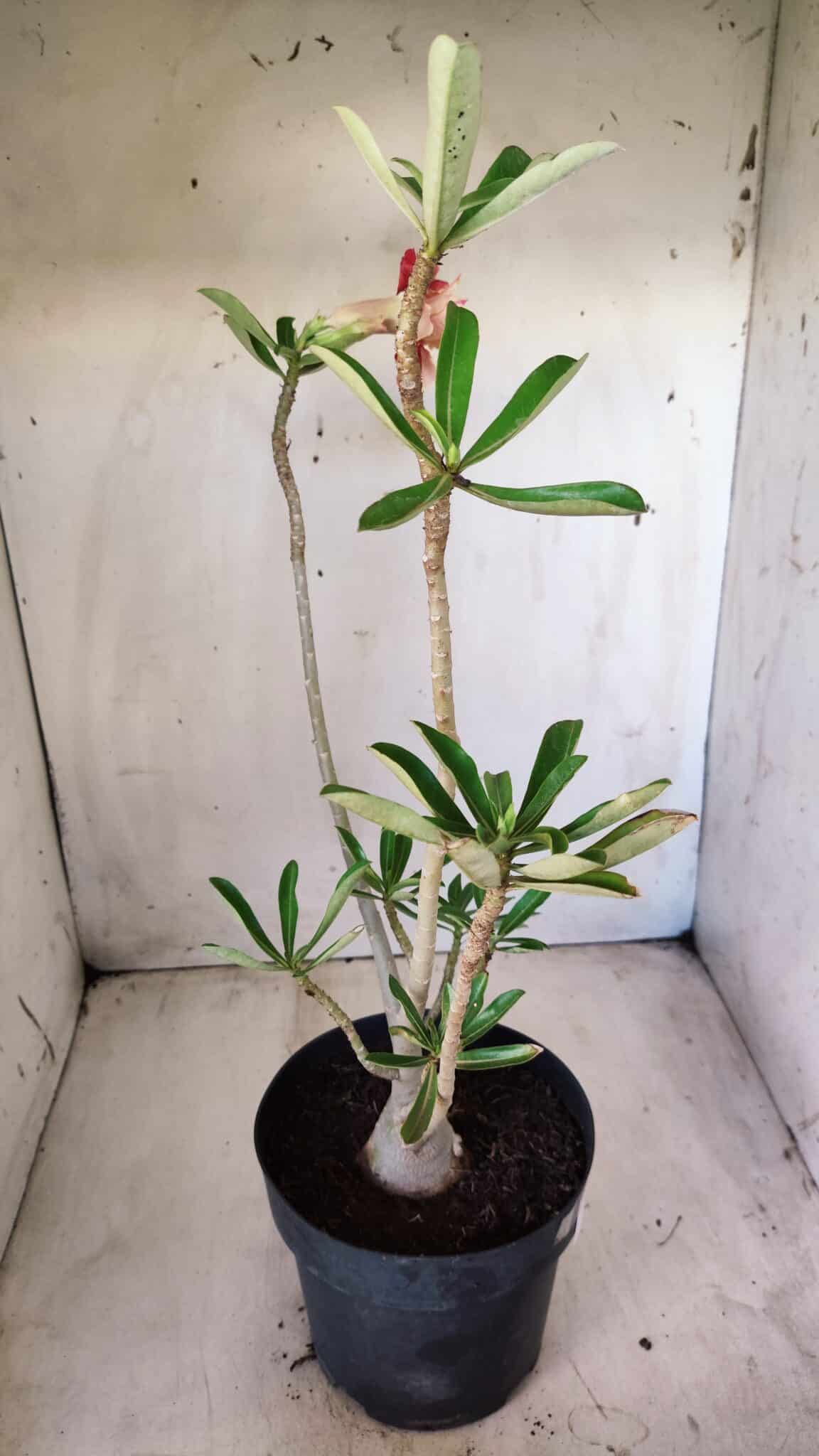Planta Dobrada 2799 – 45cm – 04 anos