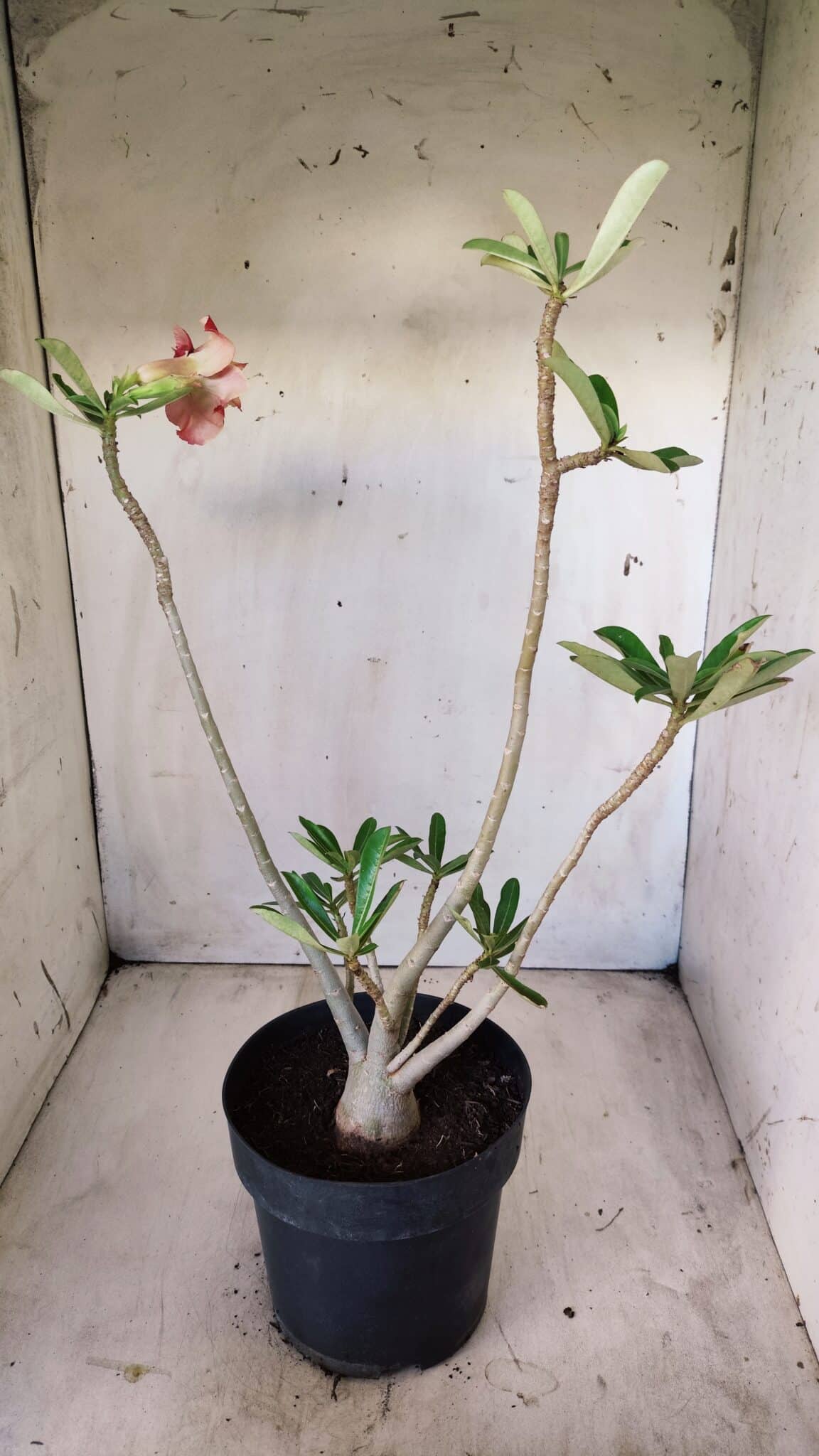 Planta Dobrada 2799 – 45cm – 04 anos