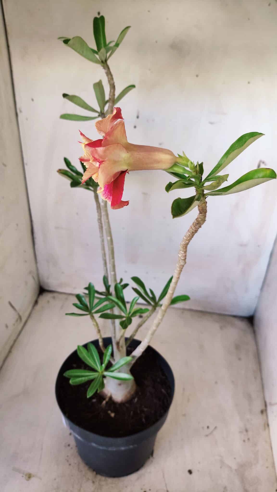 Planta Dobrada 2799 – 45cm – 04 anos