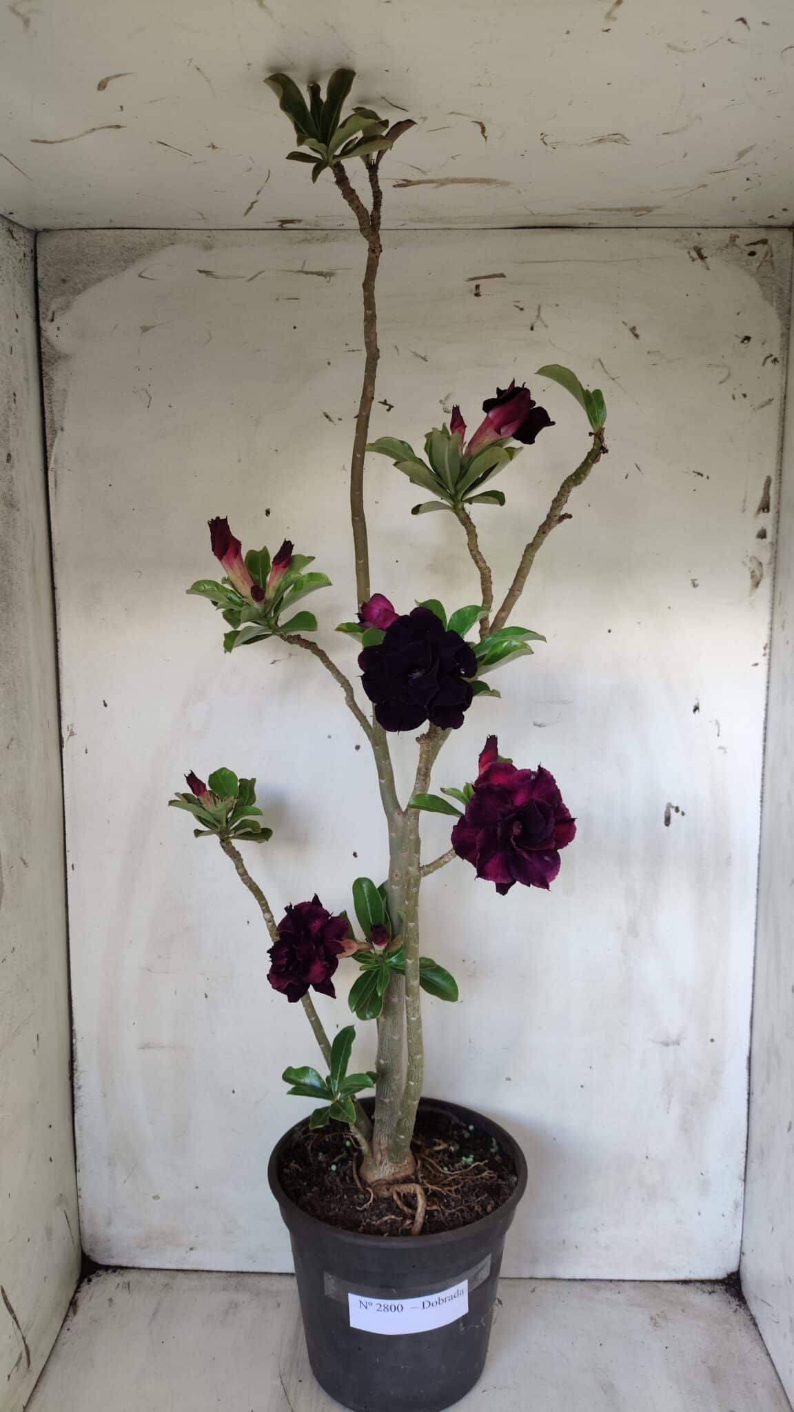 Planta Dobrada 2800 – 45cm – 04 anos