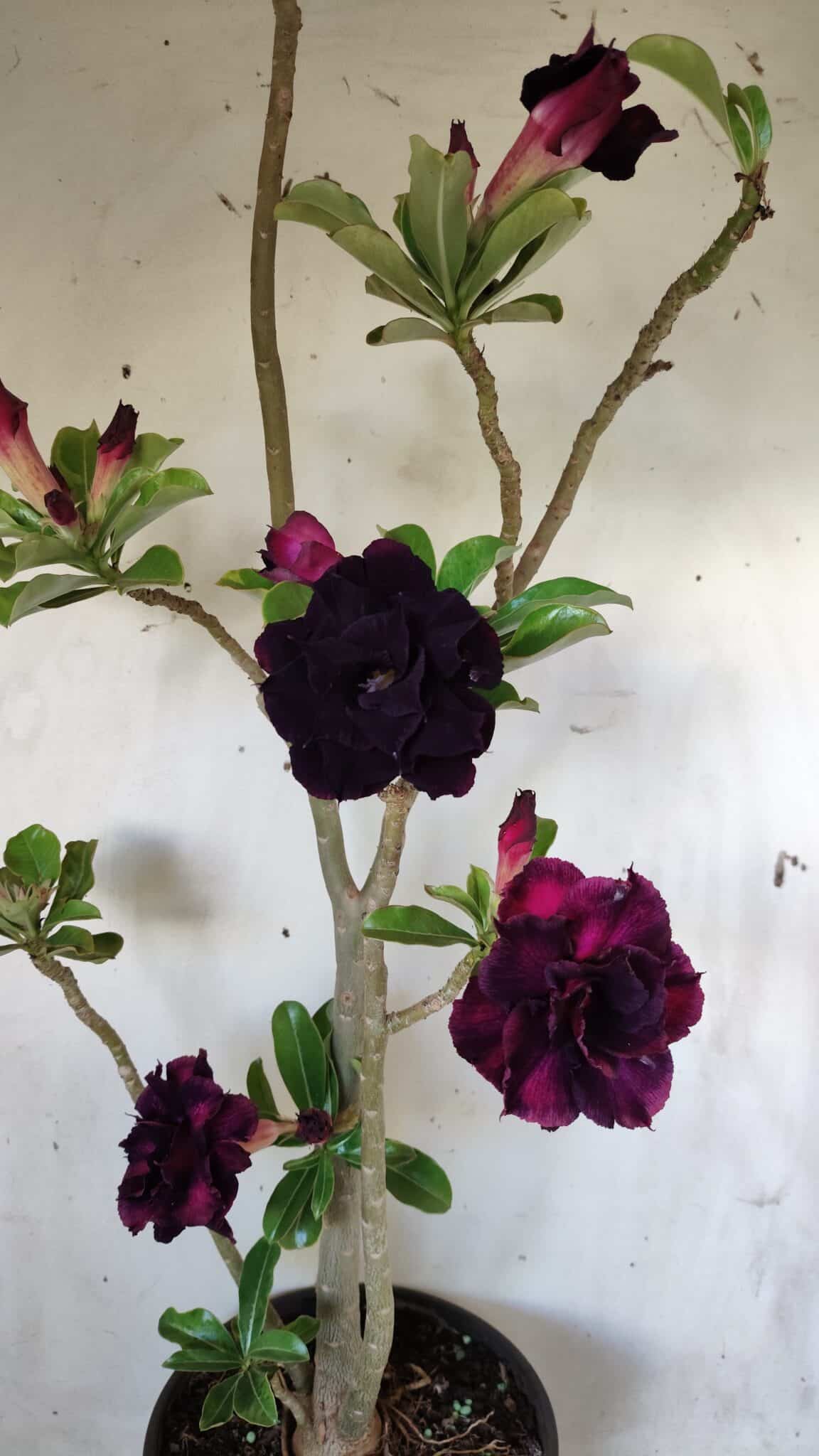 Planta Dobrada 2800 – 45cm – 04 anos