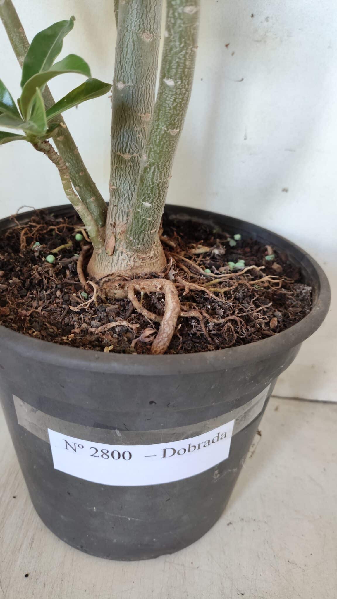 Planta Dobrada 2800 – 45cm – 04 anos