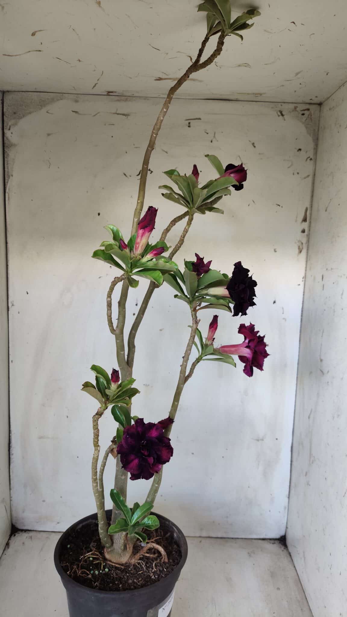 Planta Dobrada 2800 – 45cm – 04 anos
