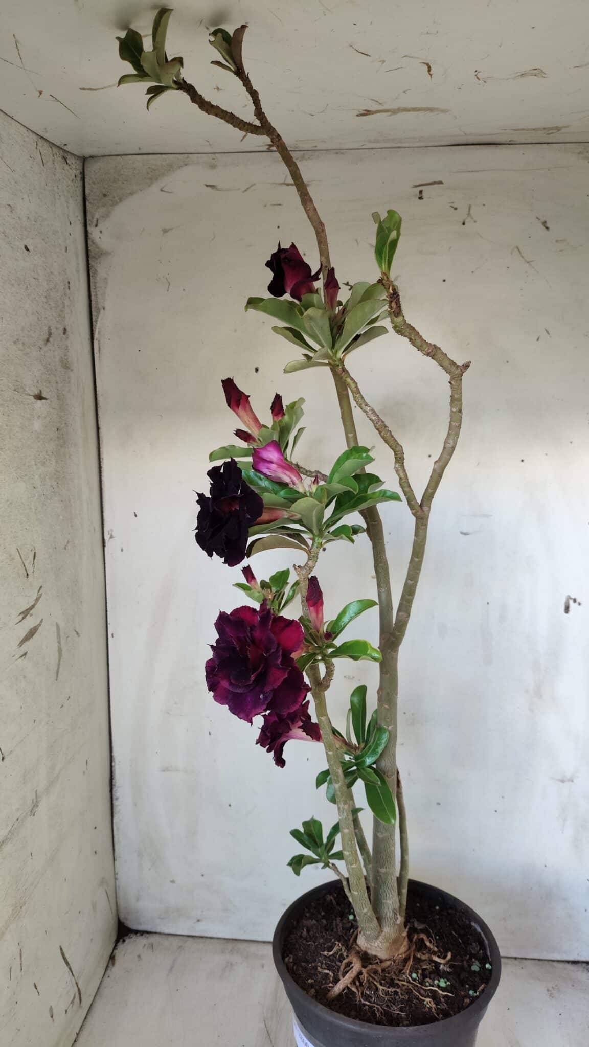 Planta Dobrada 2800 – 45cm – 04 anos