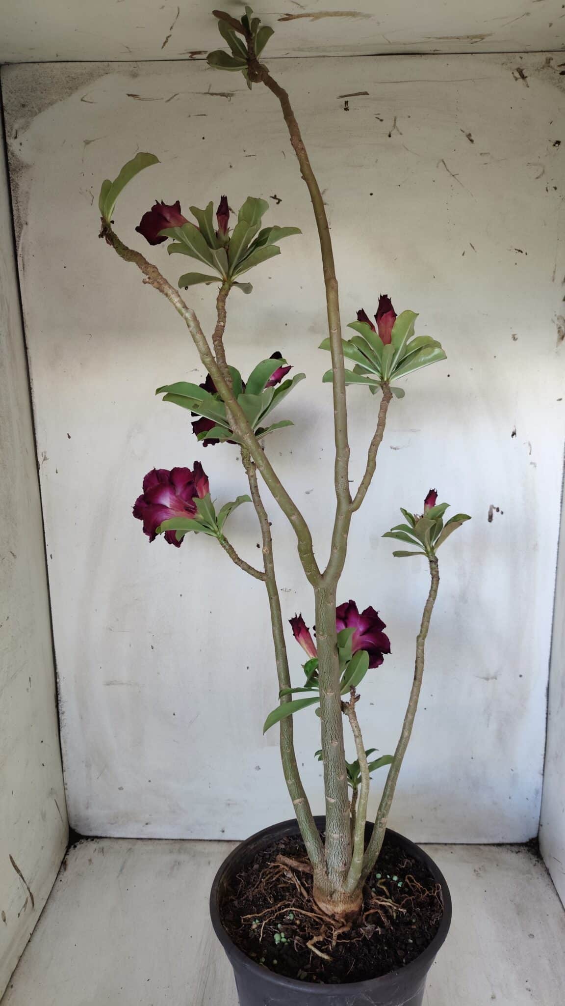 Planta Dobrada 2800 – 45cm – 04 anos