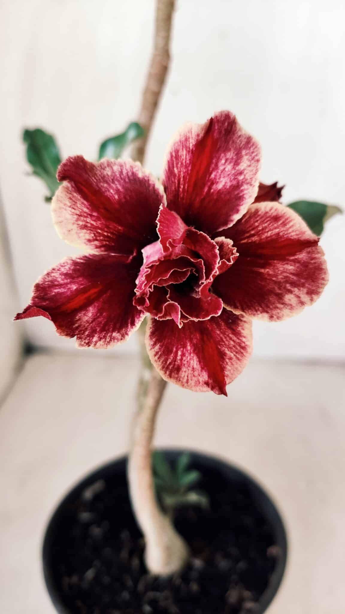 Planta Dobrada 2801 – 30cm – 02 anos