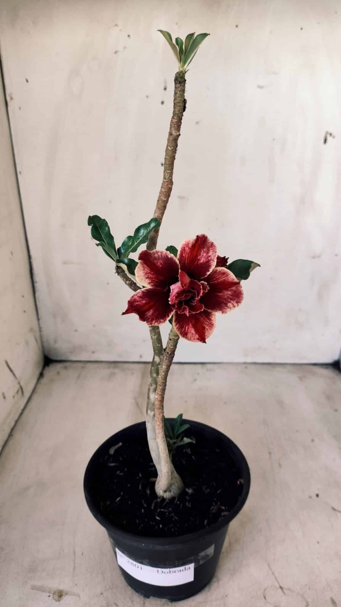Planta Dobrada 2801 – 30cm – 02 anos