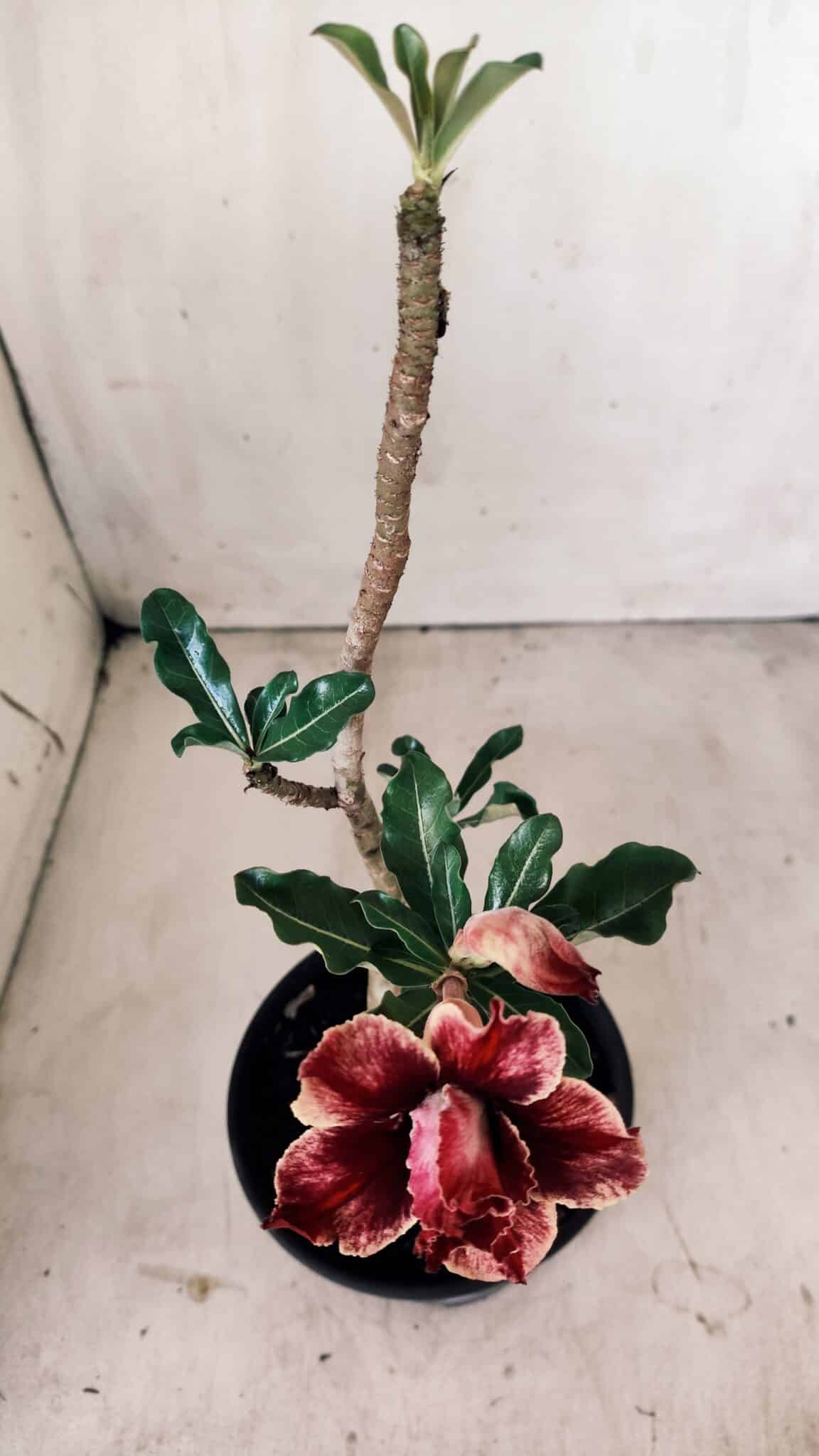 Planta Dobrada 2801 – 30cm – 02 anos
