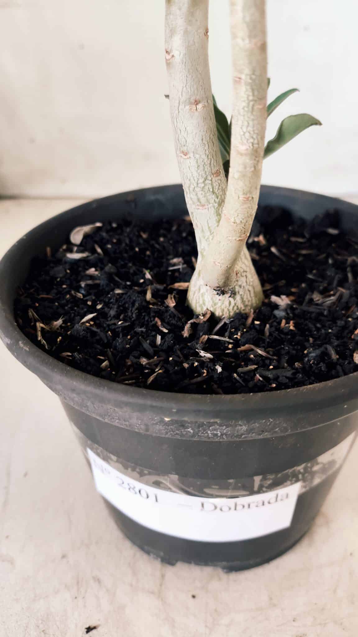 Planta Dobrada 2801 – 30cm – 02 anos