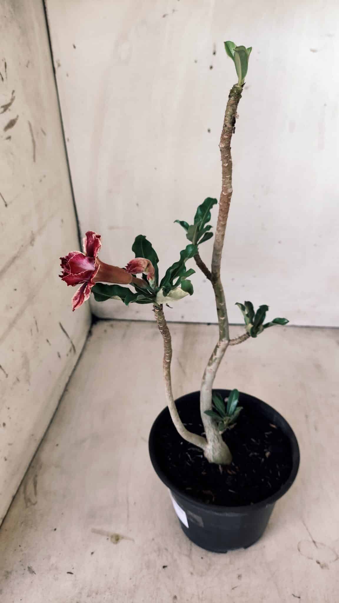 Planta Dobrada 2801 – 30cm – 02 anos