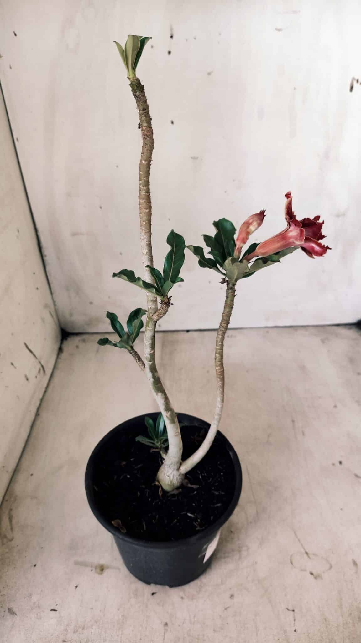 Planta Dobrada 2801 – 30cm – 02 anos