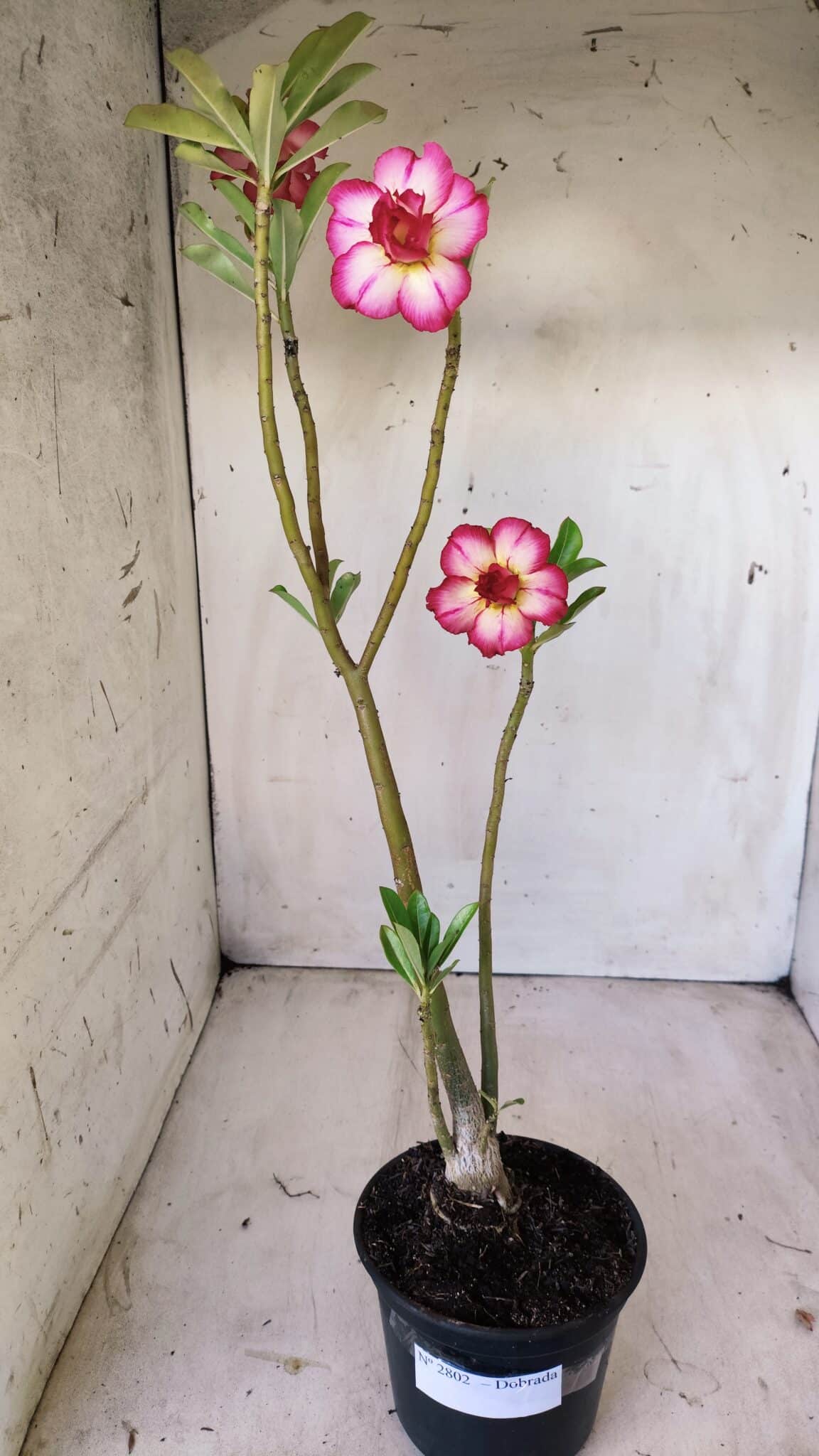 Planta Dobrada 2802 – 30cm – 02 anos