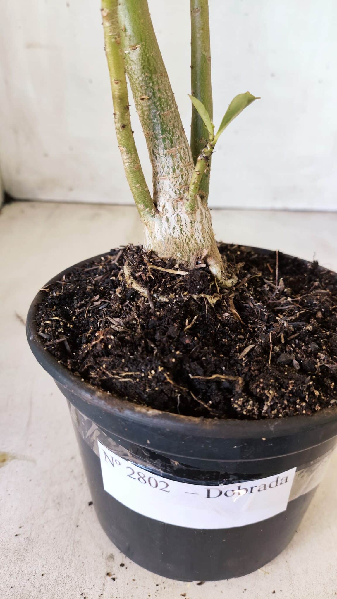 Planta Dobrada 2802 – 30cm – 02 anos