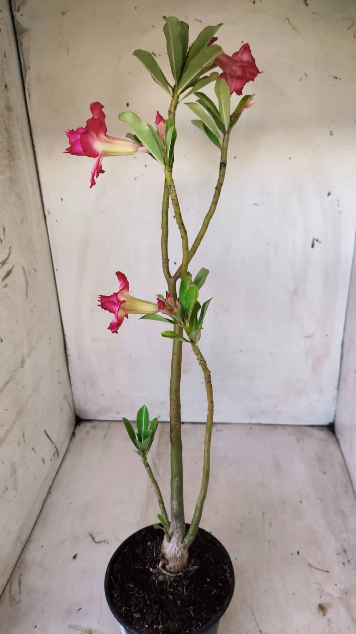 Planta Dobrada 2802 – 30cm – 02 anos