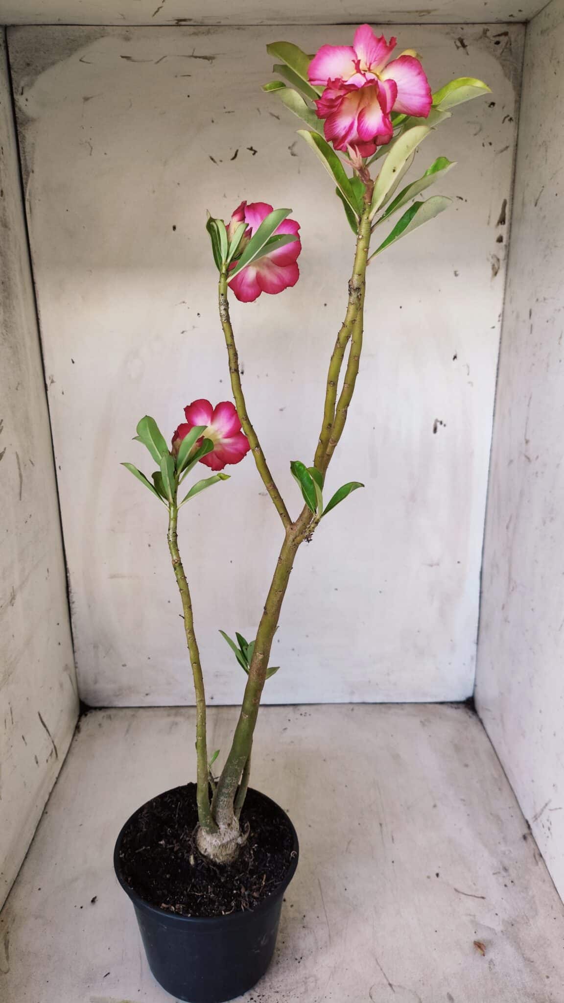Planta Dobrada 2802 – 30cm – 02 anos