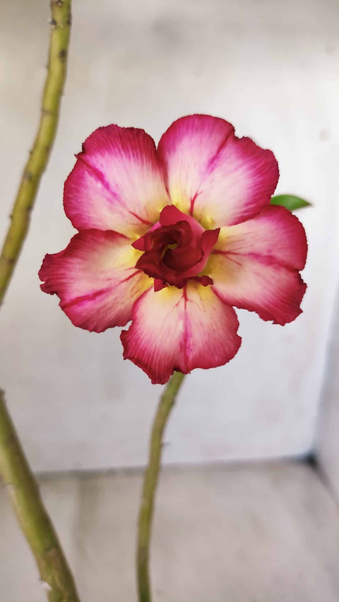 Planta Dobrada 2802 – 30cm – 02 anos