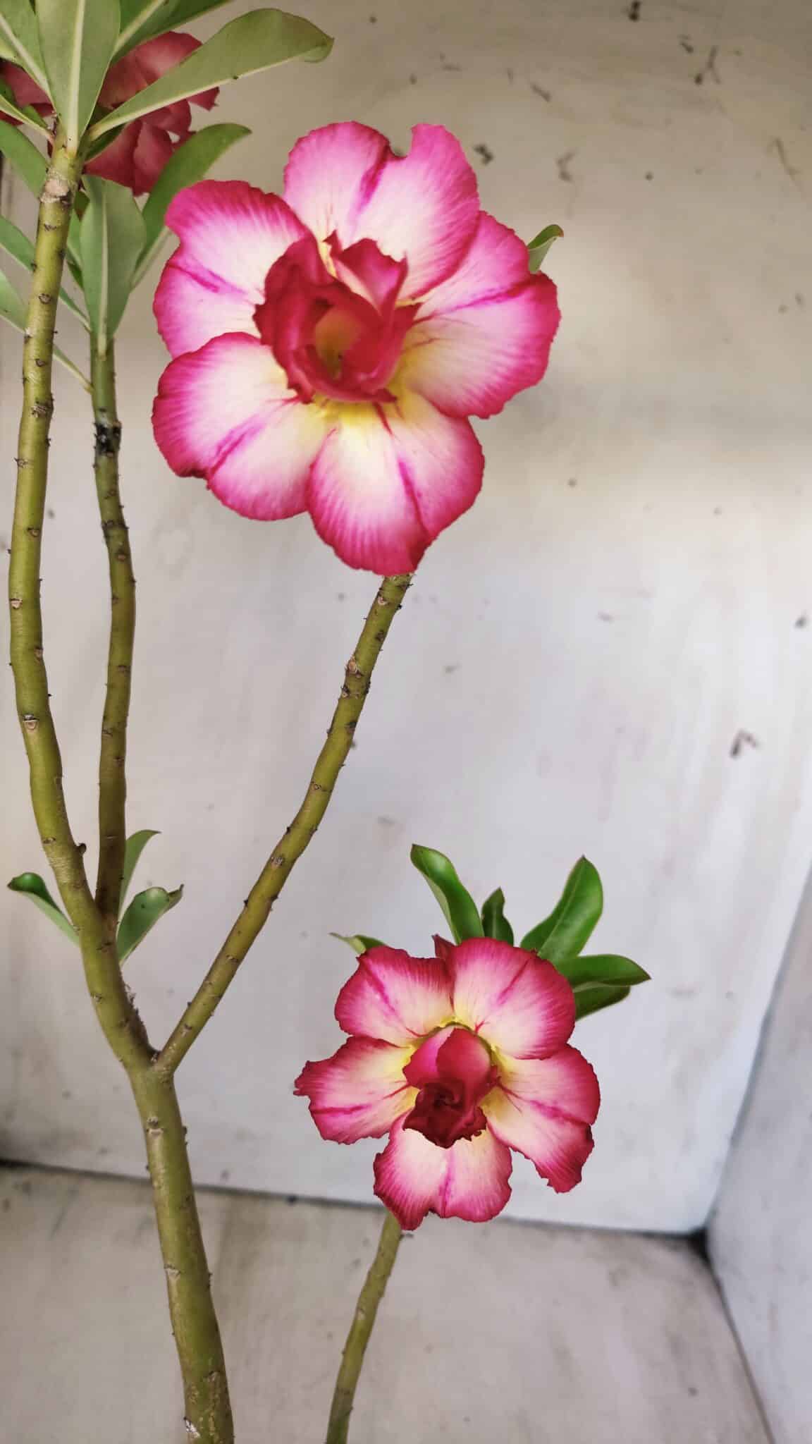 Planta Dobrada 2802 – 30cm – 02 anos
