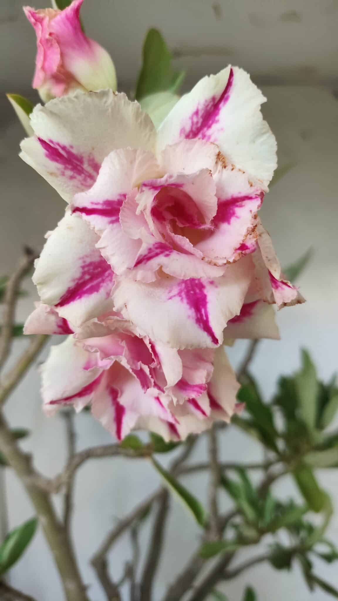 Planta Dobrada 2803 – 55cm – 06 anos