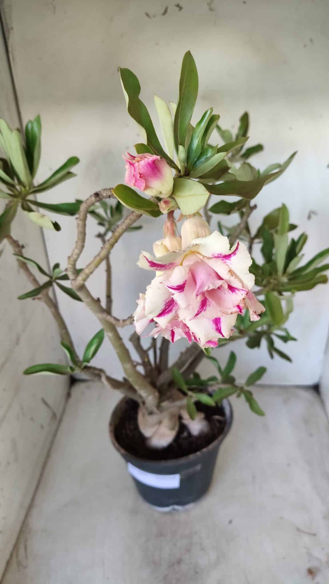 Planta Dobrada 2803 – 55cm – 06 anos