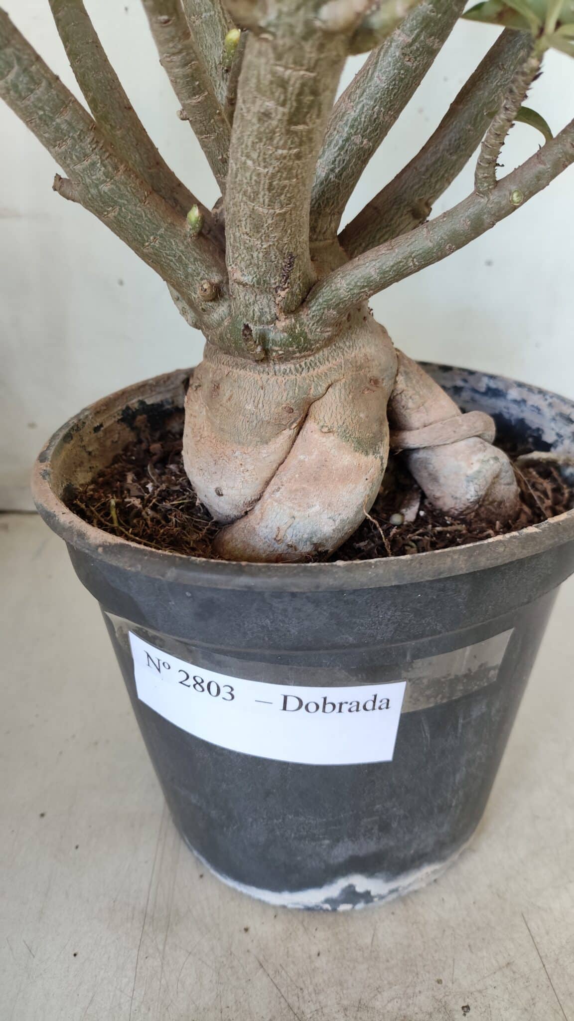 Planta Dobrada 2803 – 55cm – 06 anos