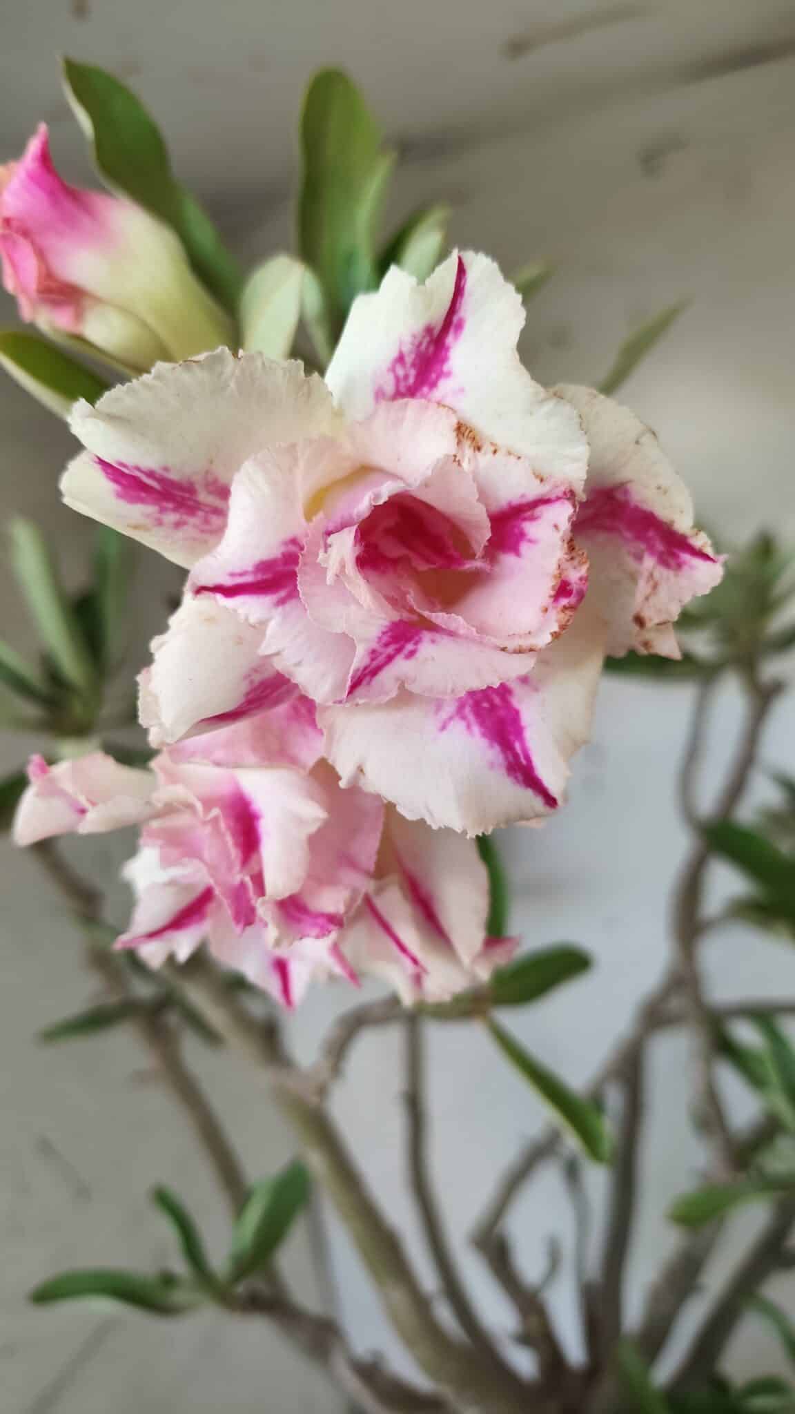 Planta Dobrada 2803 – 55cm – 06 anos