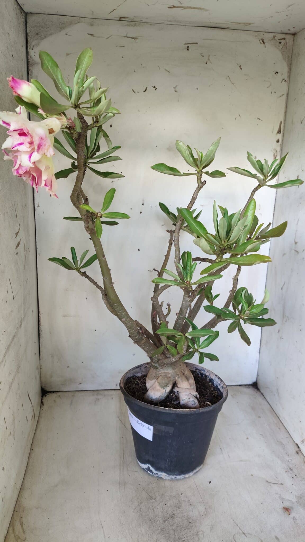 Planta Dobrada 2803 – 55cm – 06 anos
