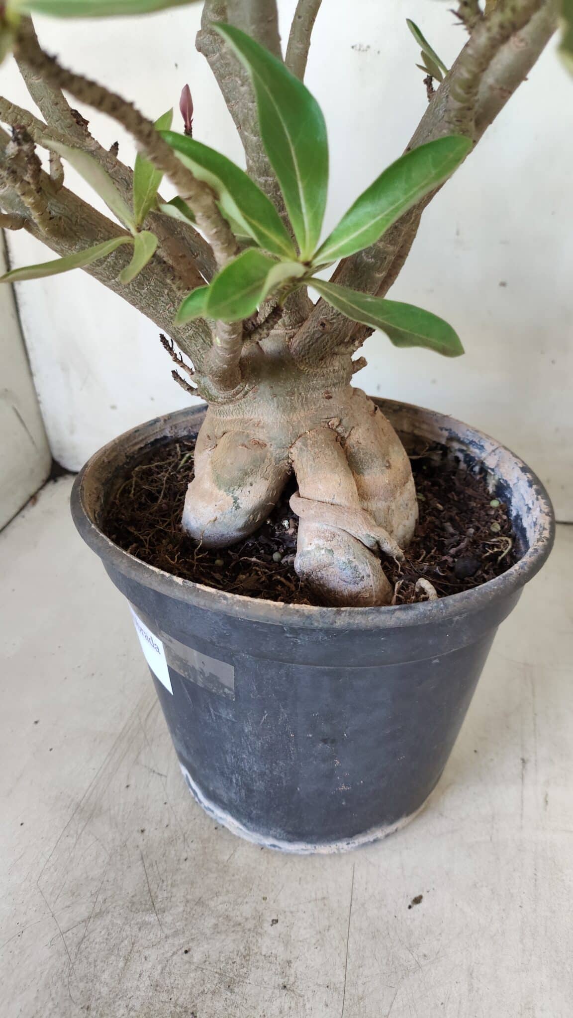 Planta Dobrada 2803 – 55cm – 06 anos
