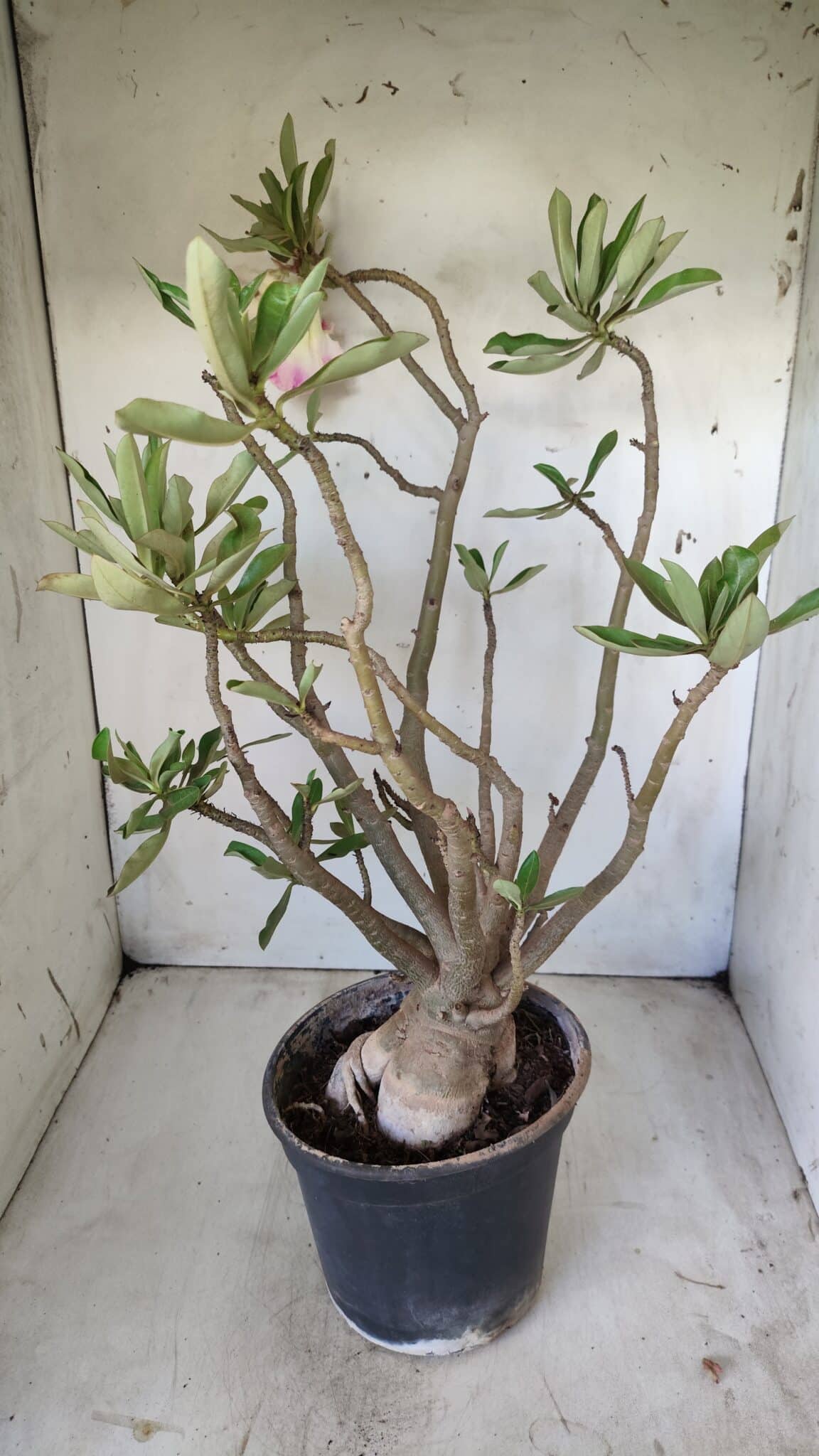 Planta Dobrada 2803 – 55cm – 06 anos