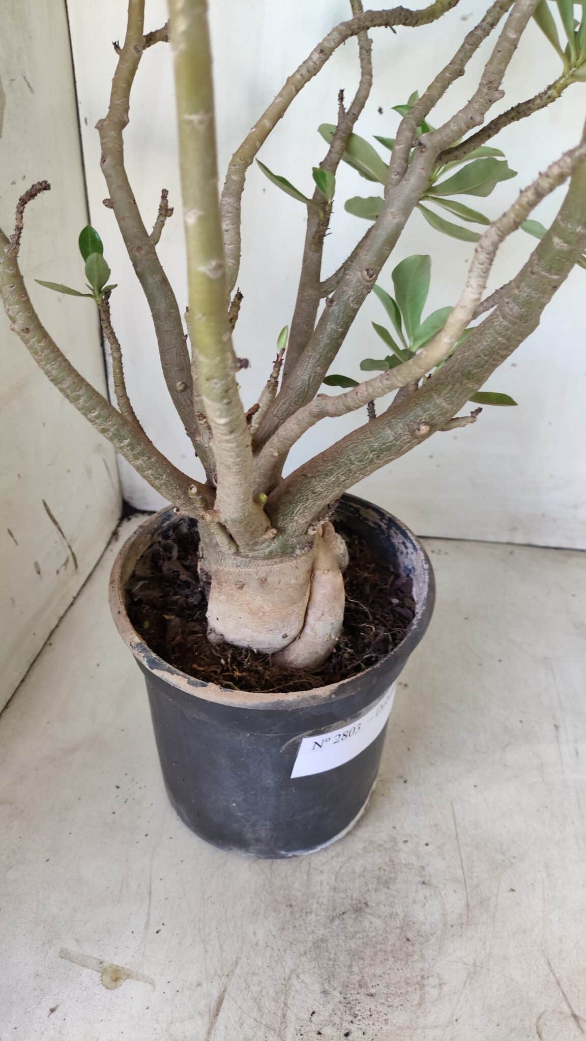 Planta Dobrada 2803 – 55cm – 06 anos