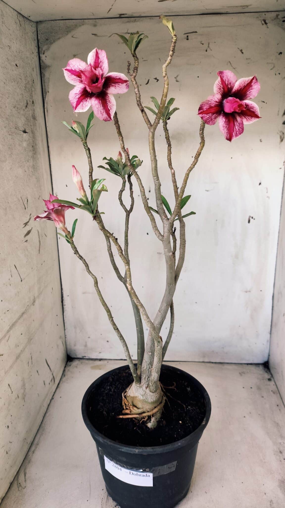 Planta Dobrada 2804 – 50cm – 04 anos