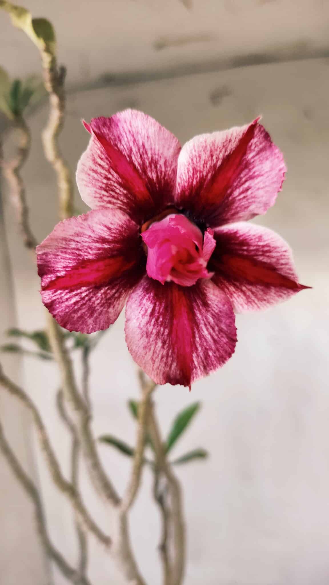 Planta Dobrada 2804 – 50cm – 04 anos