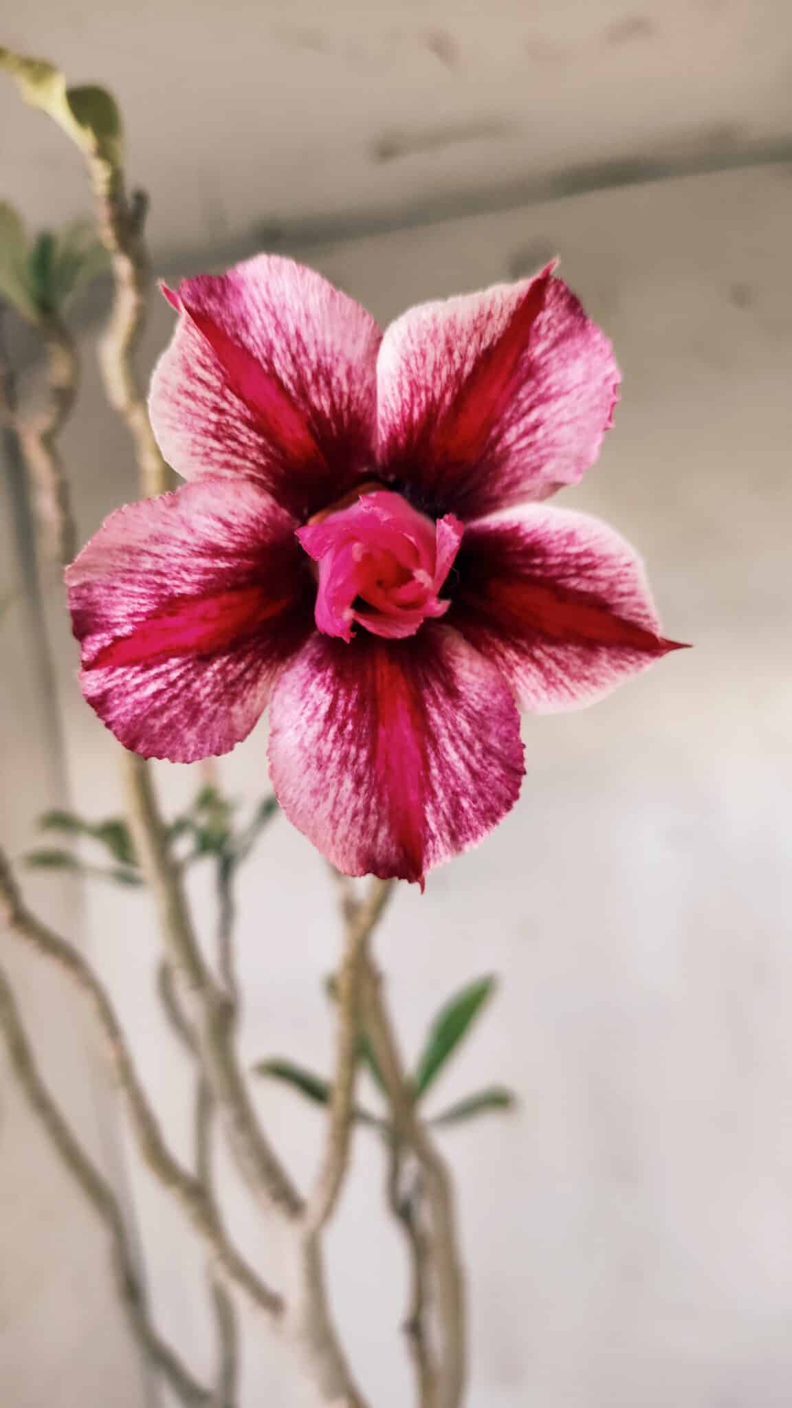 Planta Dobrada 2804 – 50cm – 04 anos