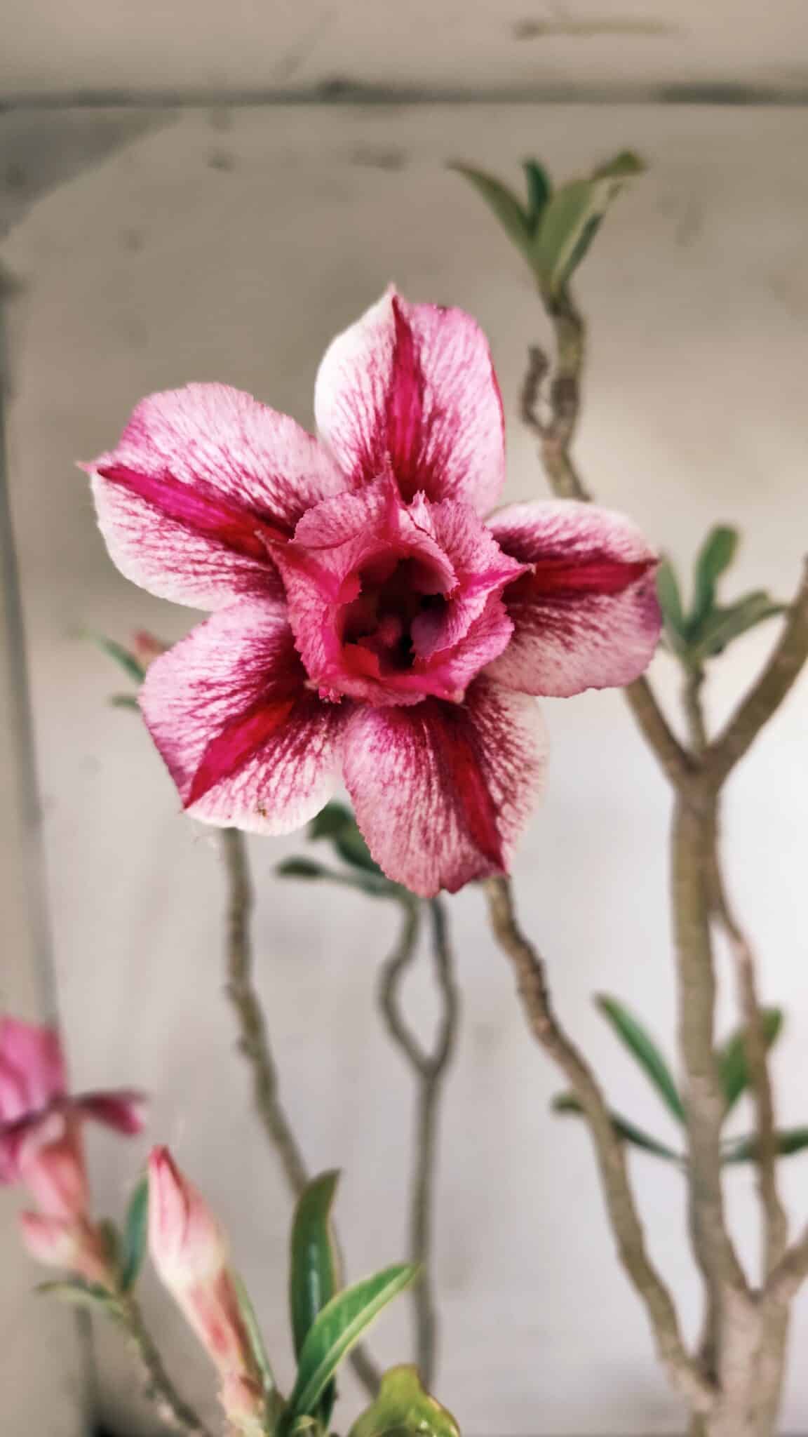 Planta Dobrada 2804 – 50cm – 04 anos