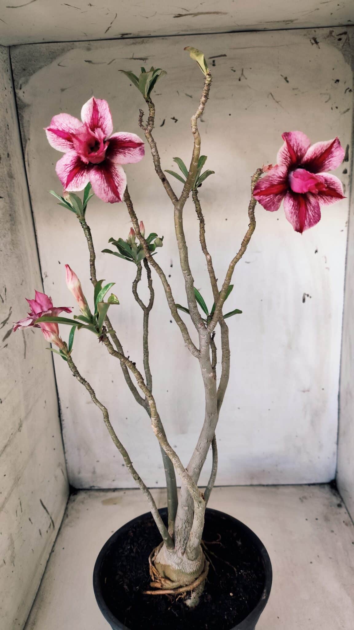 Planta Dobrada 2804 – 50cm – 04 anos