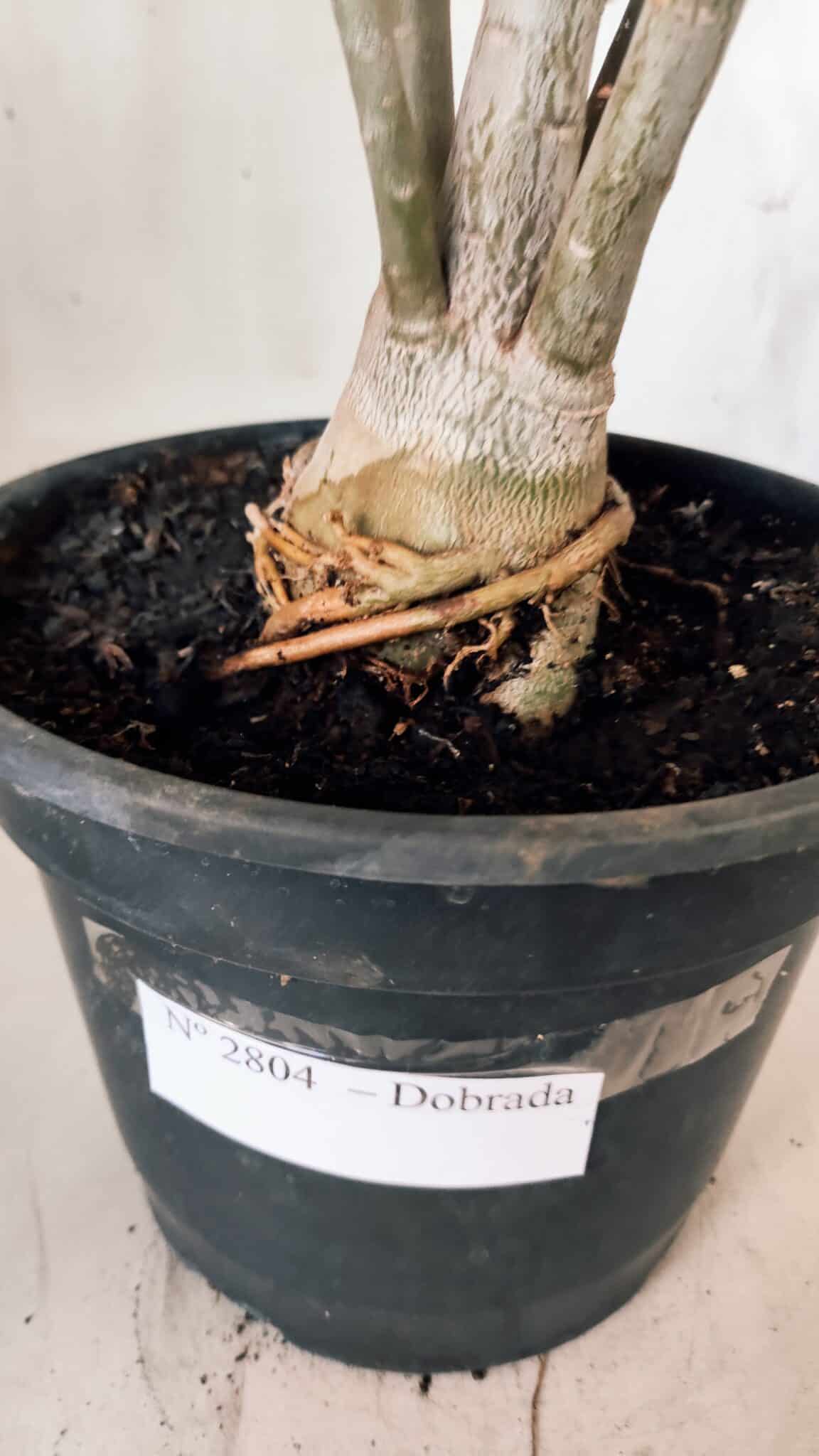 Planta Dobrada 2804 – 50cm – 04 anos