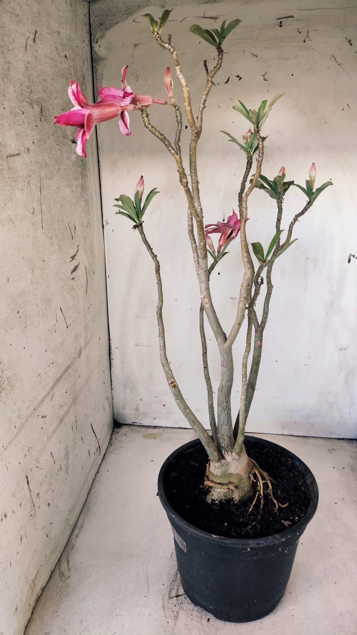 Planta Dobrada 2804 – 50cm – 04 anos