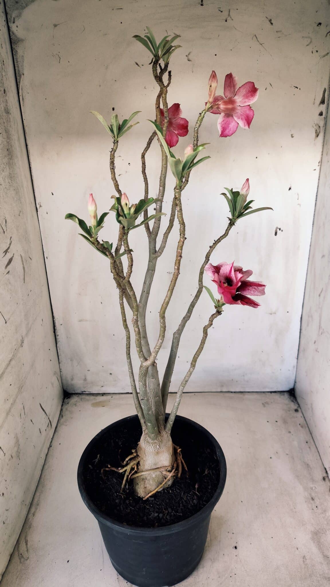 Planta Dobrada 2804 – 50cm – 04 anos