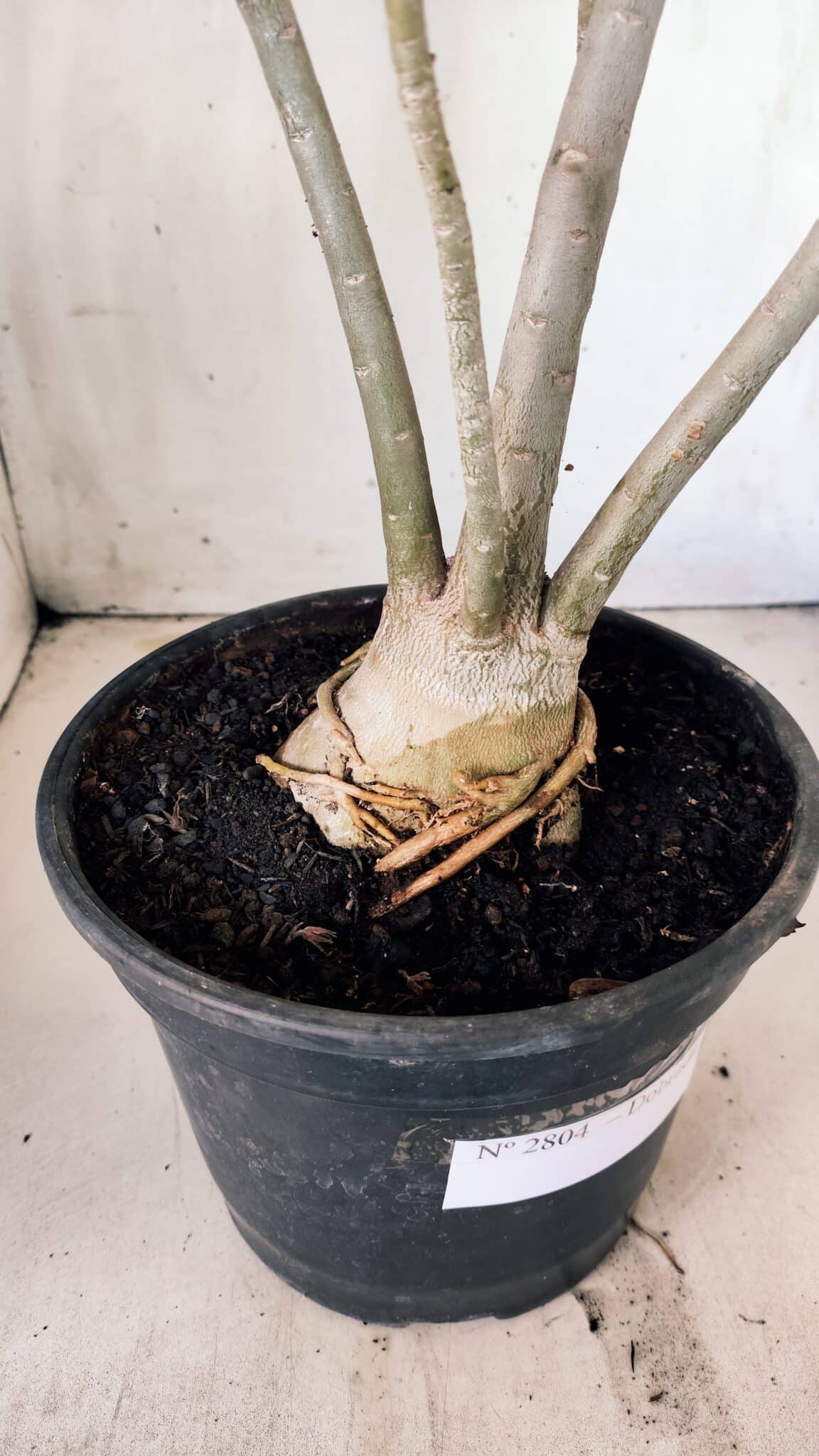 Planta Dobrada 2804 – 50cm – 04 anos