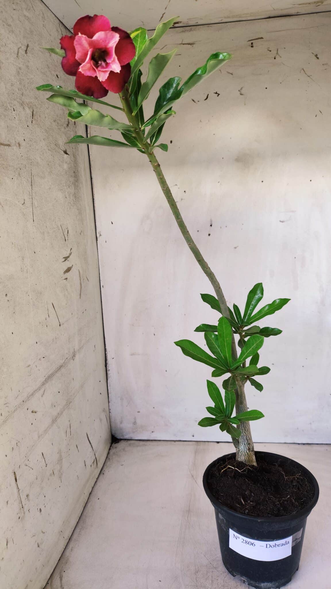 Planta Dobrada 2806 – 30cm – 02 anos