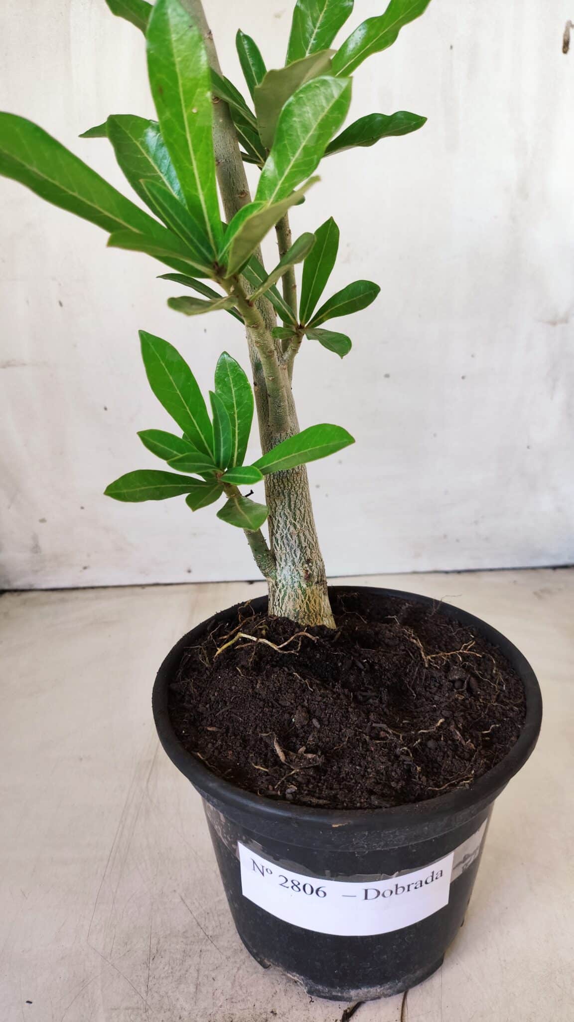 Planta Dobrada 2806 – 30cm – 02 anos