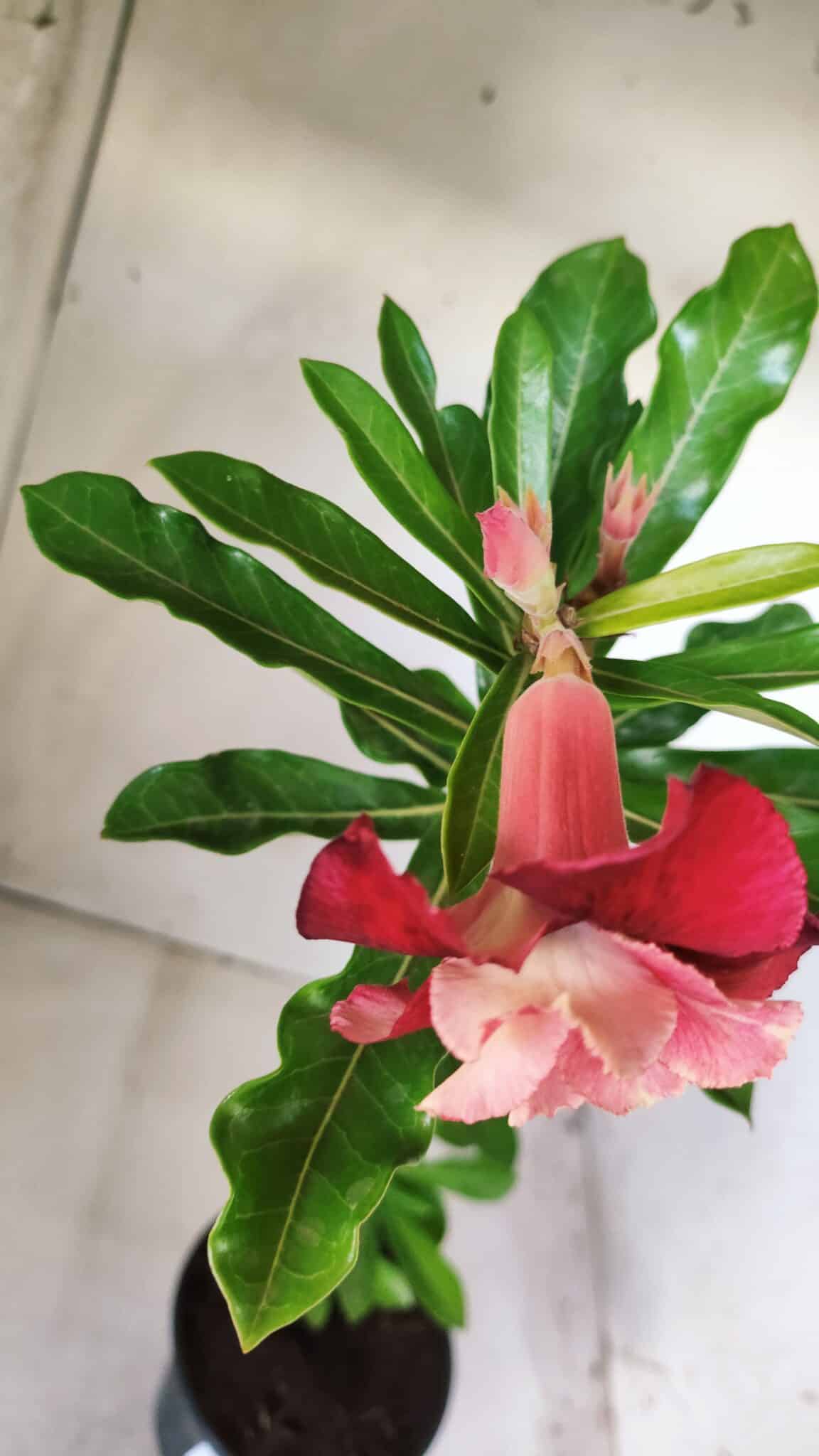 Planta Dobrada 2806 – 30cm – 02 anos