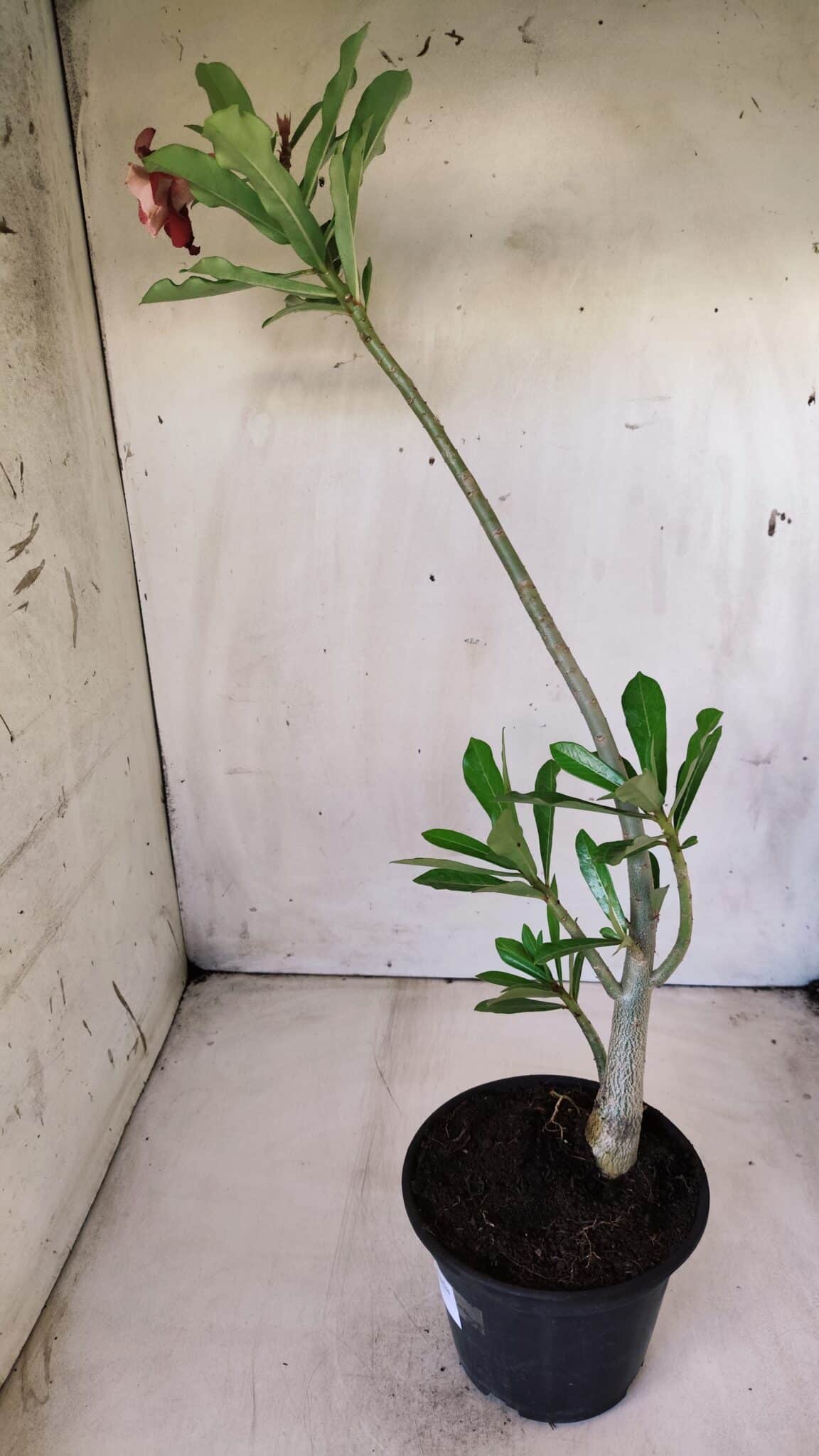 Planta Dobrada 2806 – 30cm – 02 anos