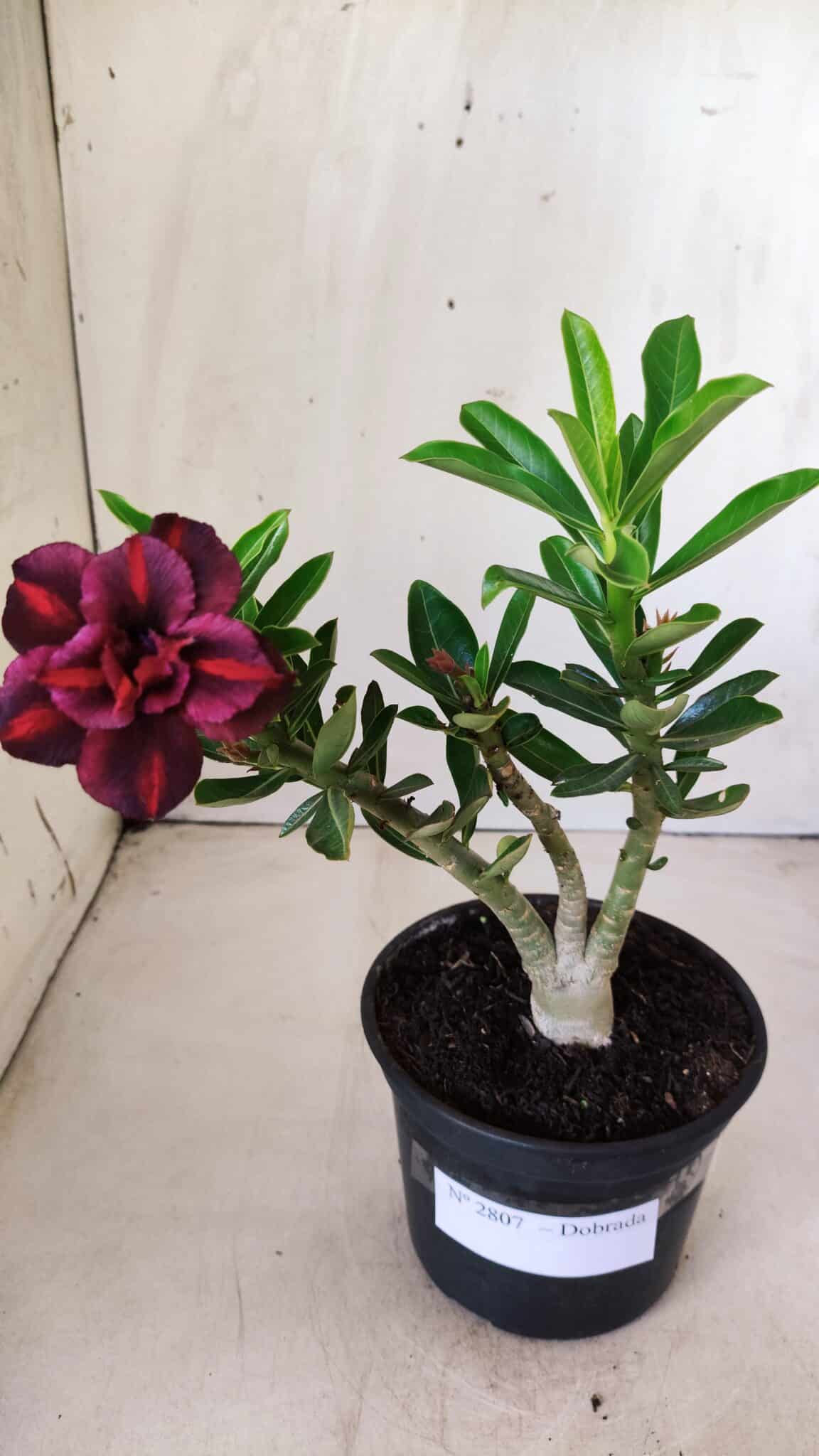 Planta Dobrada 2807 – 25cm – 02 anos