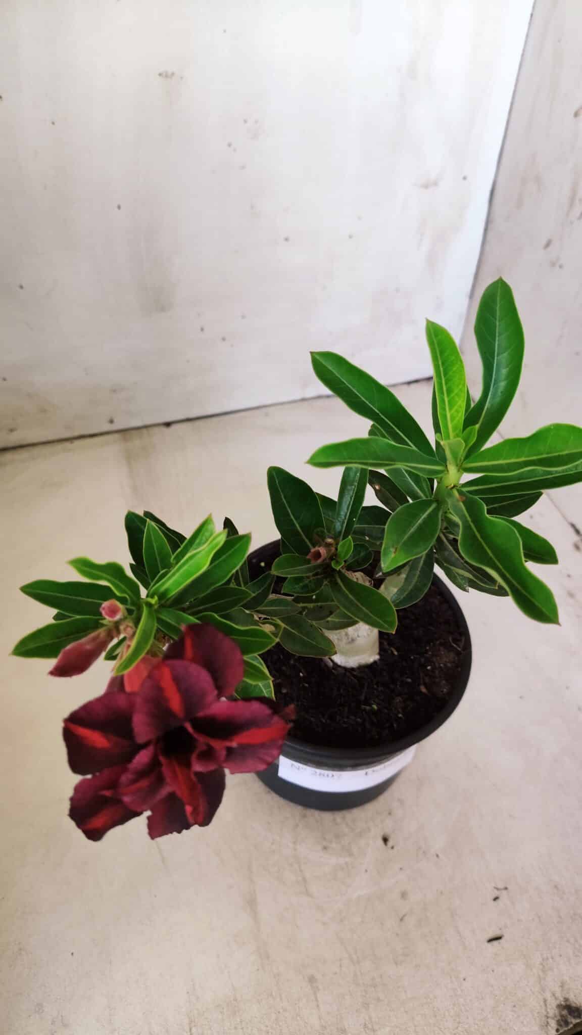 Planta Dobrada 2807 – 25cm – 02 anos