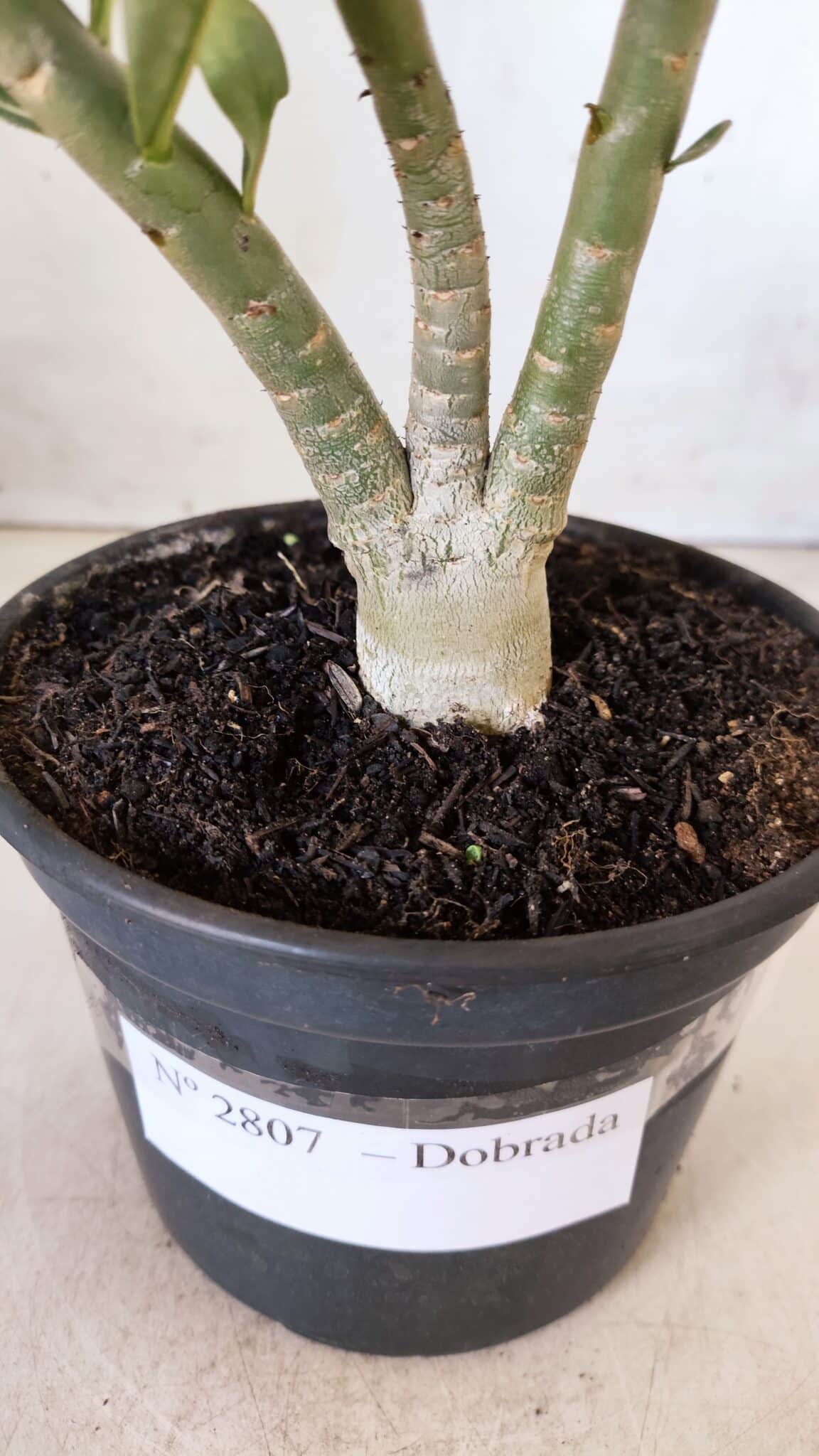 Planta Dobrada 2807 – 25cm – 02 anos