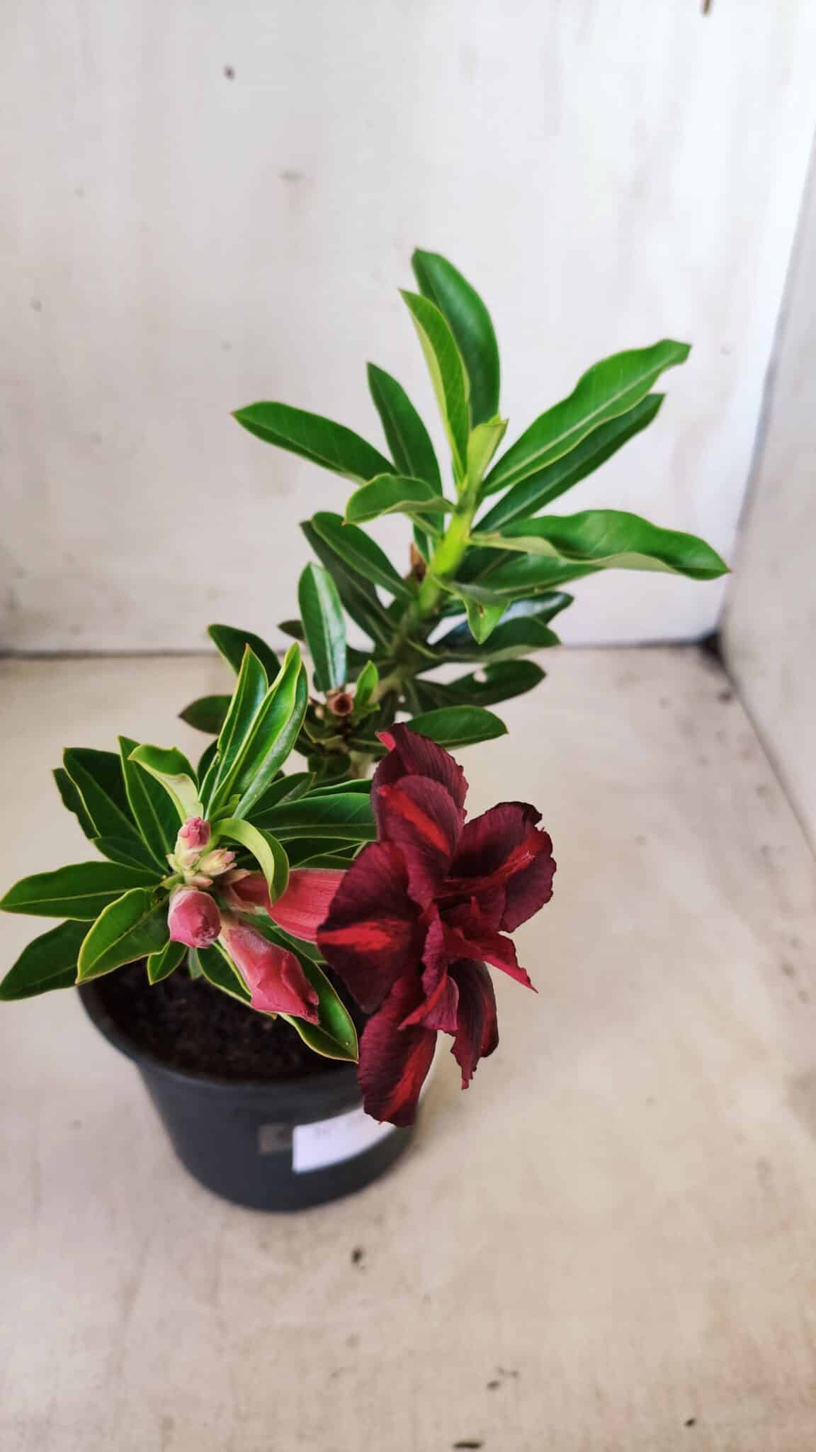 Planta Dobrada 2807 – 25cm – 02 anos